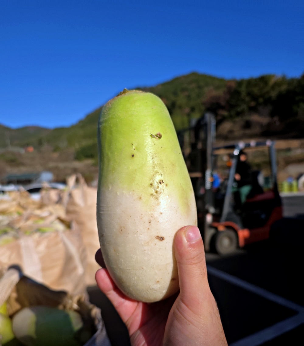 세척무 제주 월동무 2kg 3kg 5kg 7kg 10kg - 상품 이미지