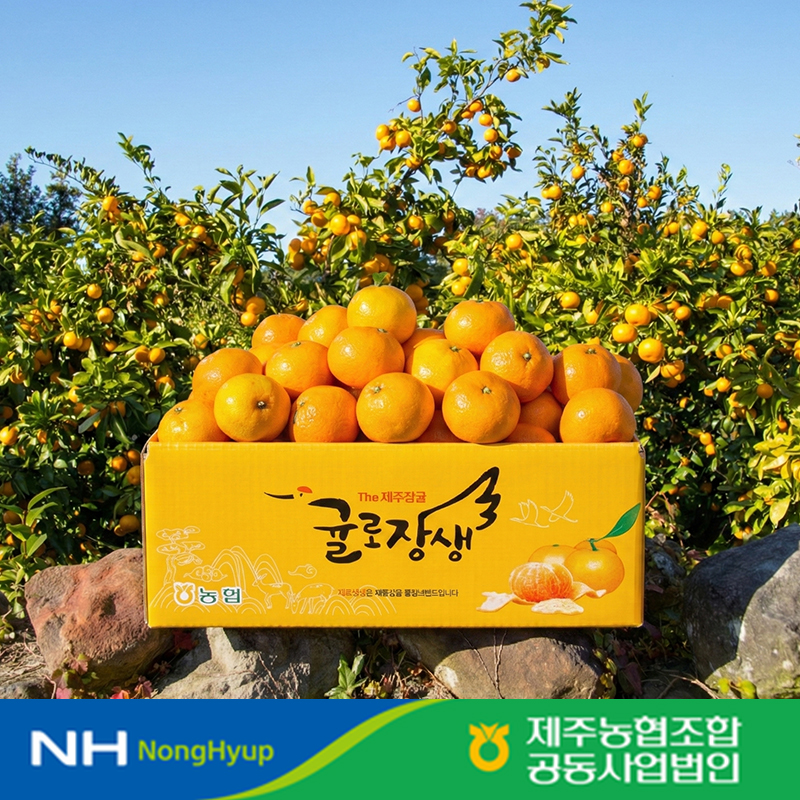 제주 감귤 고당도 레드향 한라봉 구매가이드 제주 감귤 추천 제주 과일 후기
