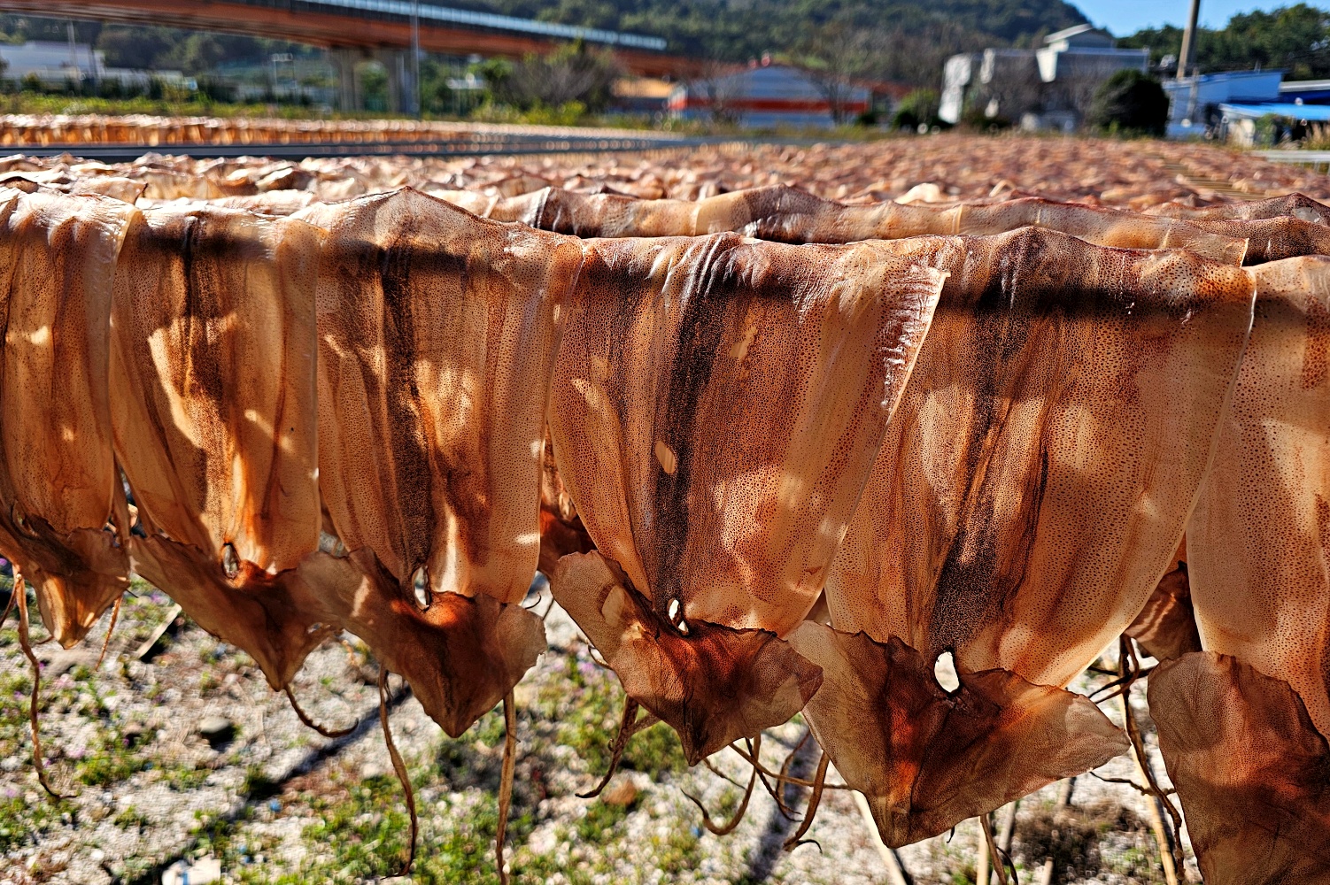 쫄쫄이오징어 마른 건오징어 1kg 1.3kg 5마리 10마리 중 대 경상남도 국내가공 - 상세 이미지 3