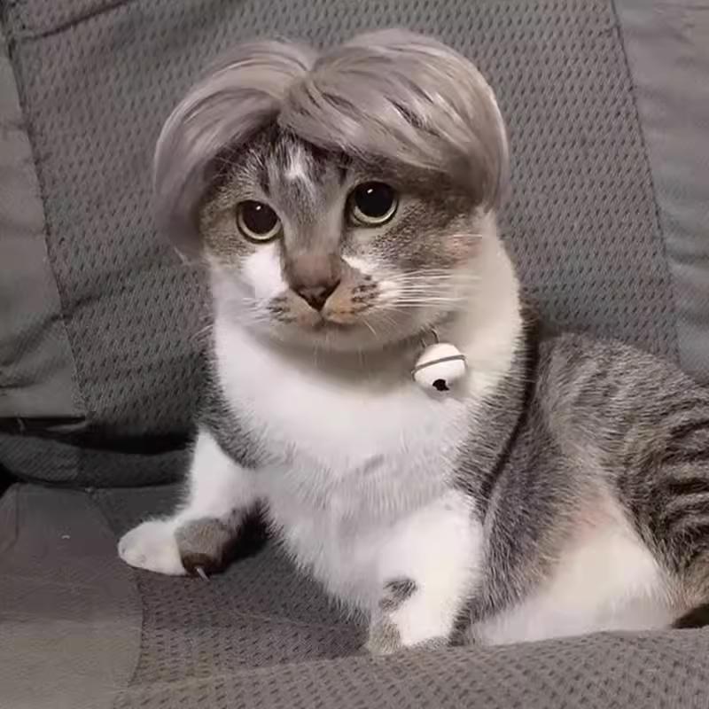 고양이 강아지 보브컷 금색 단발 헤어 악세사리 스타일링 브라운 앞머리 가발 프리 사이즈 이미지 6