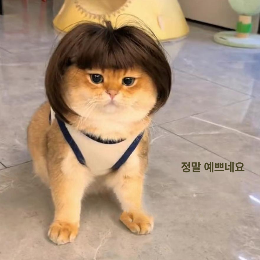 고양이 강아지 보브컷 금색 단발 헤어 악세사리 스타일링 브라운 앞머리 가발 프리 사이즈 - 상세 이미지 2