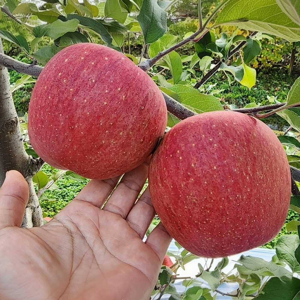 사과 경북 부사 못난이 꿀사과 3kg 명절 선물세트 설 추석 제품 이미지