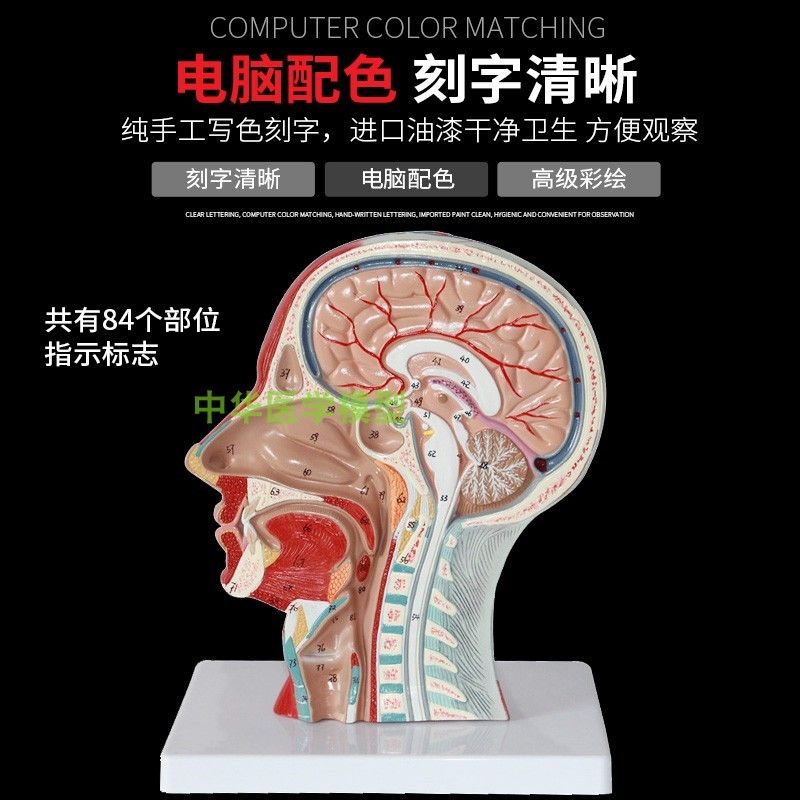 머리 동맥 구조 두개골 안면 인체 뇌 혈관 병원 신경 해부학 모형 모델 근육 - 상세 이미지 3