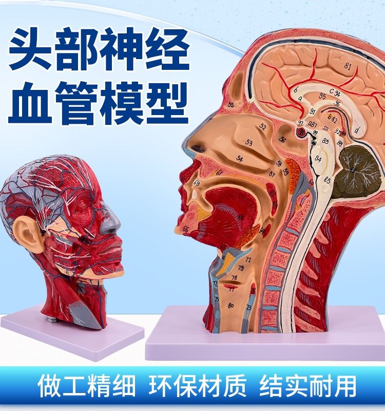 머리 해부학 해부도 인체 단면 모형 시신경 뇌 교육용 두개골 - 상세 이미지 2
