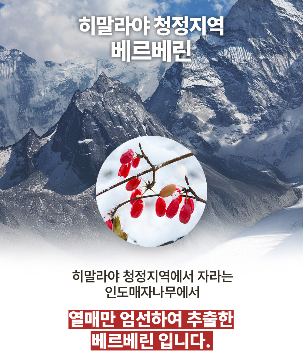 [3+1] 머거요 고함량 베르베린 500+ 1일섭취량 500mg 인도 매자나무열매분말 - 상세 이미지 3