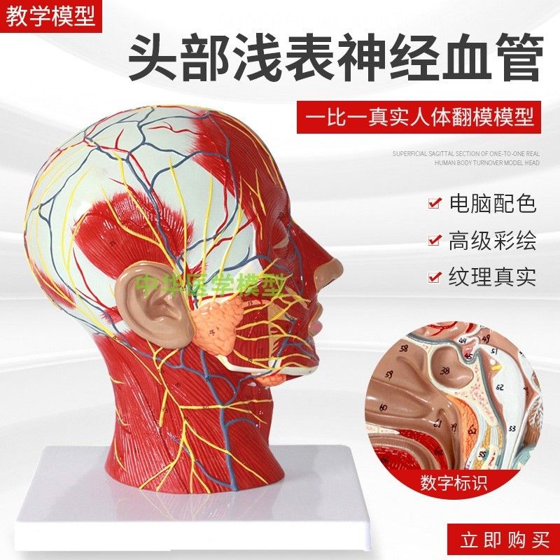 머리 동맥 구조 두개골 안면 인체 뇌 혈관 병원 신경 해부학 모형 모델 근육 - 상세 이미지 2