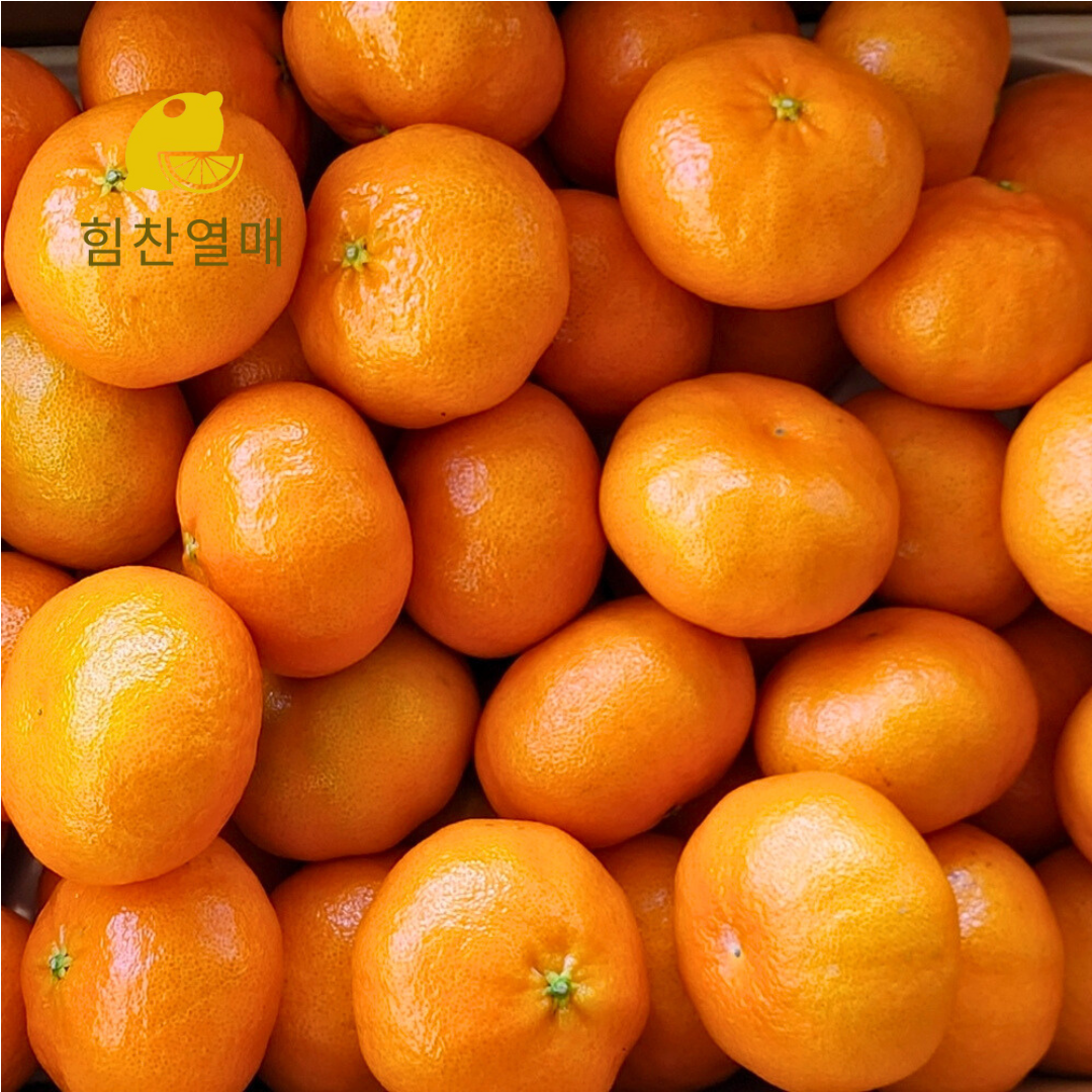 제주 레드향 가정용 고당도 선물세트 3kg 5kg - 상품 이미지