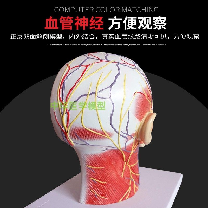 머리 동맥 구조 두개골 안면 인체 뇌 혈관 병원 신경 해부학 모형 모델 근육 - 상세 이미지 4