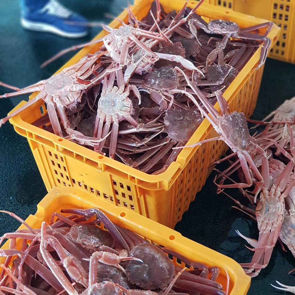 북해도 자숙대게 3.5kg 훗카이도 청정지역 속이 꽉찬 대나무대게 12-15미 이미지 7