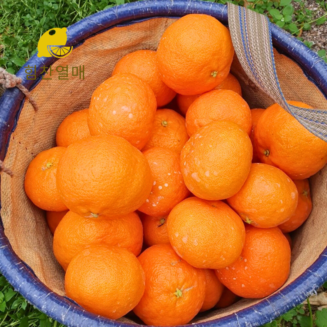 제주 레드향 가정용 고당도 선물세트 3kg 5kg 이미지 7