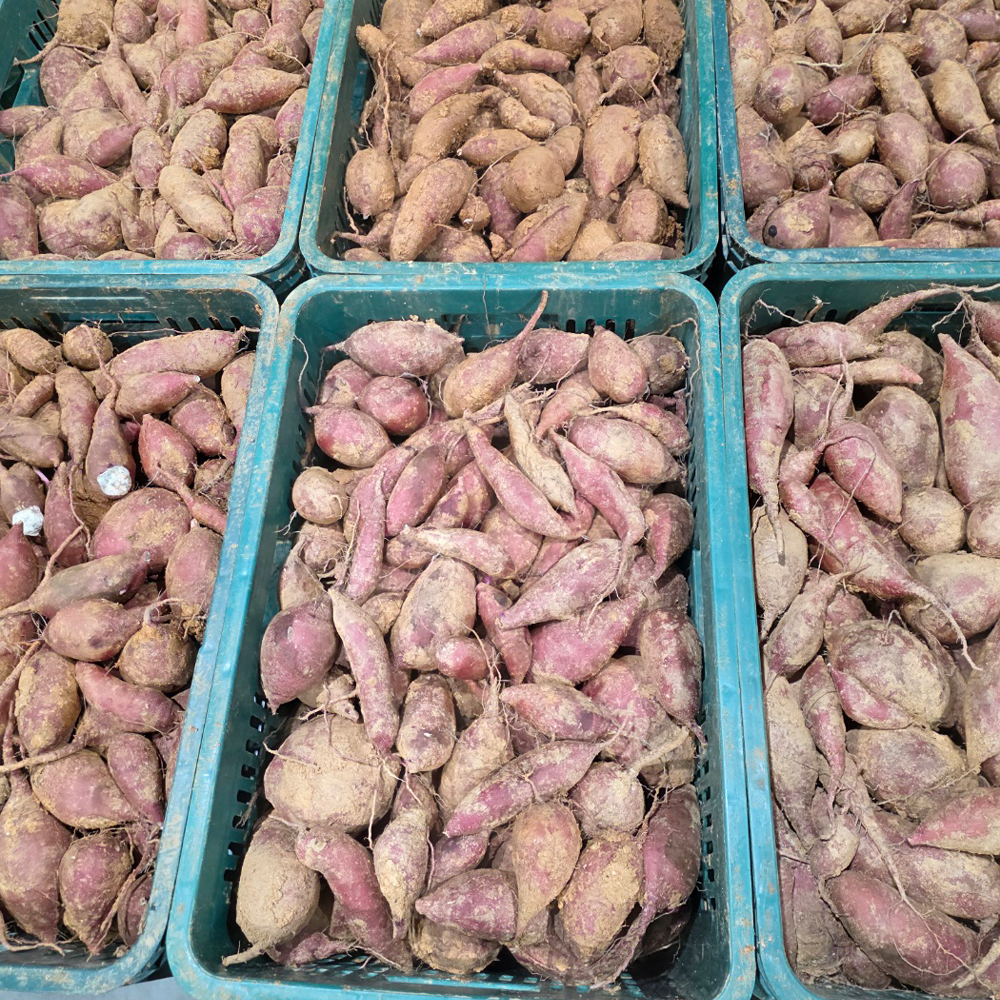 영암 호풍미 고구마 산지직배송 촉촉·달콤 꿀맛 고구마 비세척 한입 2kg - 상세 이미지 4