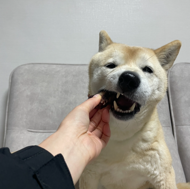강아지간식 수제 강아지 캥거루 꼬리뼈 반려견 애견 간식 관절건강, 300g, 1개 - 상세 이미지 5