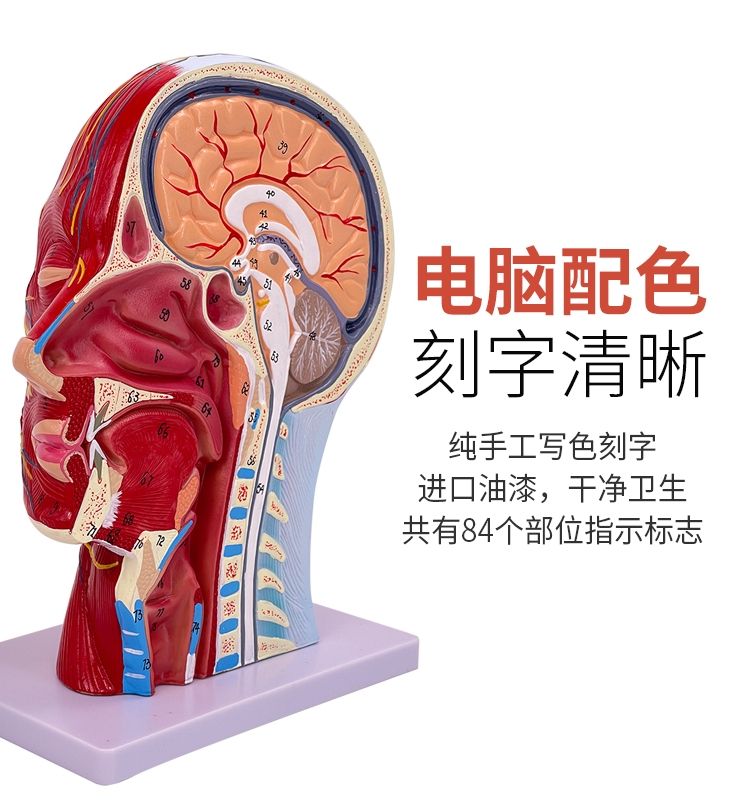 머리 해부학 해부도 인체 단면 모형 시신경 뇌 교육용 두개골 - 상세 이미지 4