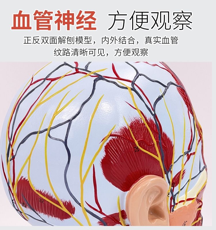 머리 해부학 해부도 인체 단면 모형 시신경 뇌 교육용 두개골 - 상세 이미지 3