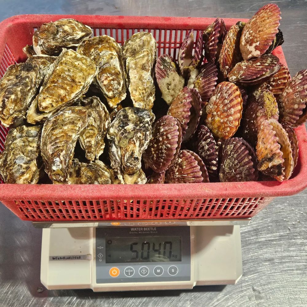 통영 제철 석화 홍가리비 세트 5kg (석화3kg+홍가리비2kg) - 상세 이미지 2