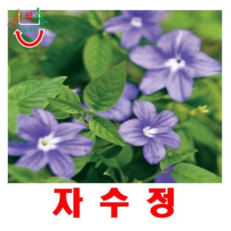희귀씨앗 자수정 씨앗 15립 - 상품 이미지