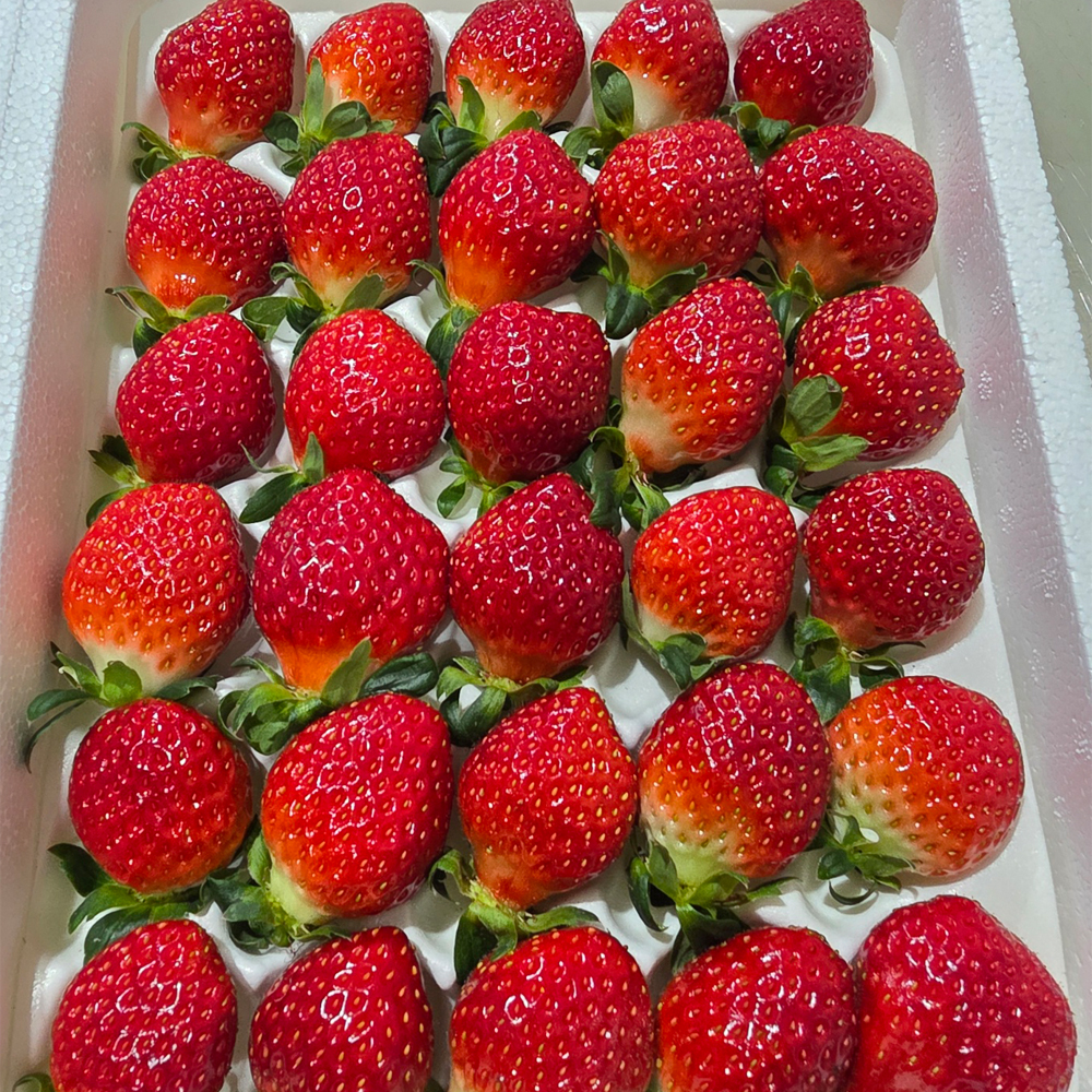 논산 설향딸기 당도좋은 생딸기 가정용 750g 한입 소과 - 상품 이미지