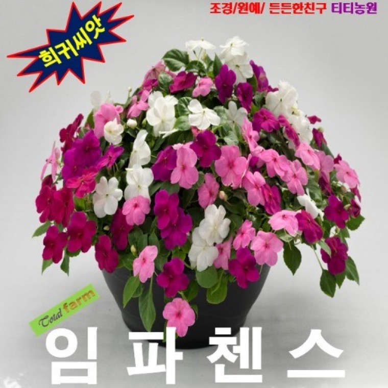 임파첸스 혼합 씨앗 15립 - 상품 이미지