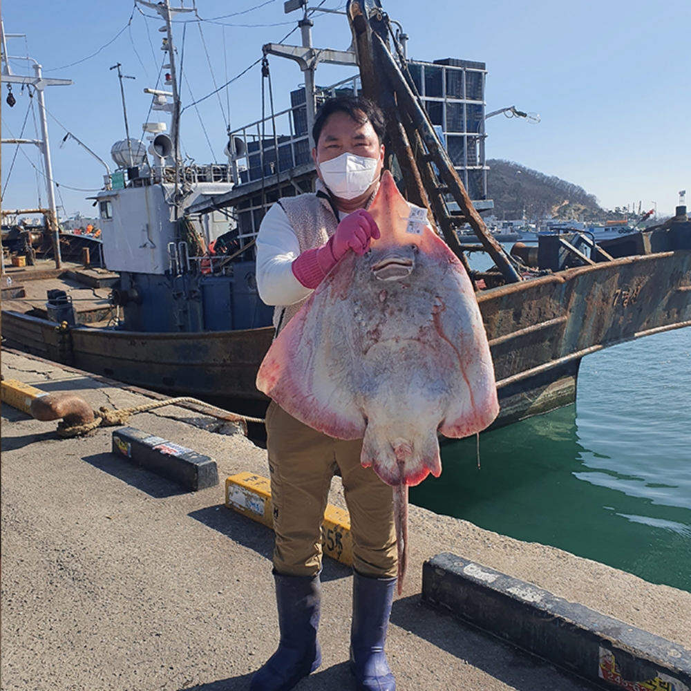 흑산도 홍어 홍어애 국산 삭힌 국내산 산지직송 숙성 주문 택배 500g - 상세 이미지 3