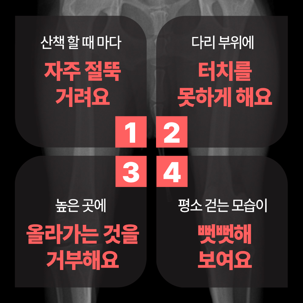 펫생각 강아지 관절 영양제 칼슘 슬개골 고관절 관절염 조인트 120g, 60정, 1개 이미지 2