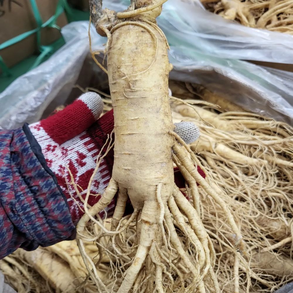 바른보부상 6년근 수삼 인삼선물세트 750g 생인삼 설 명절선물 이미지 7