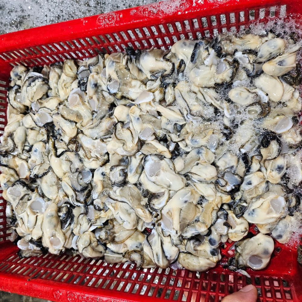 다이쏘 싱싱 제철 생굴 깐굴 1kg - 상품 이미지