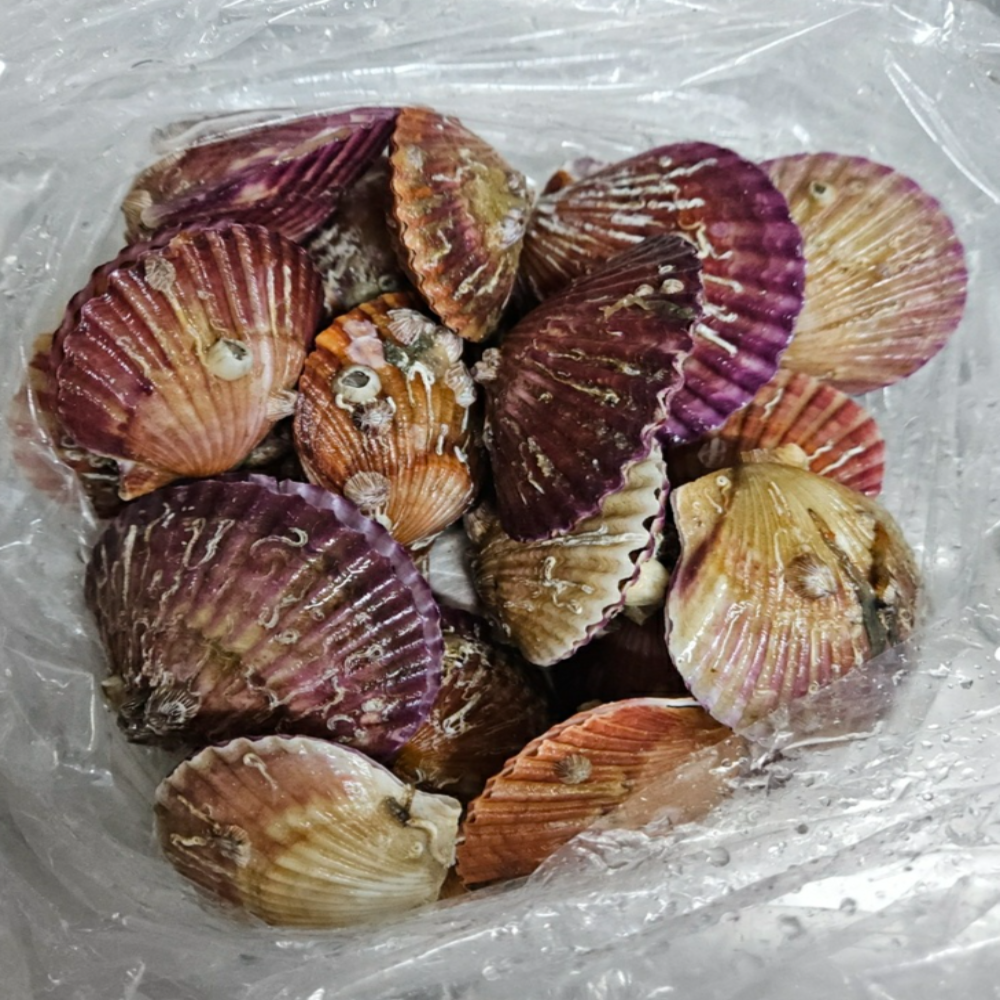다이쏘 제철 홍가리비 1kg 캠핑 조개구이 - 상세 이미지 3