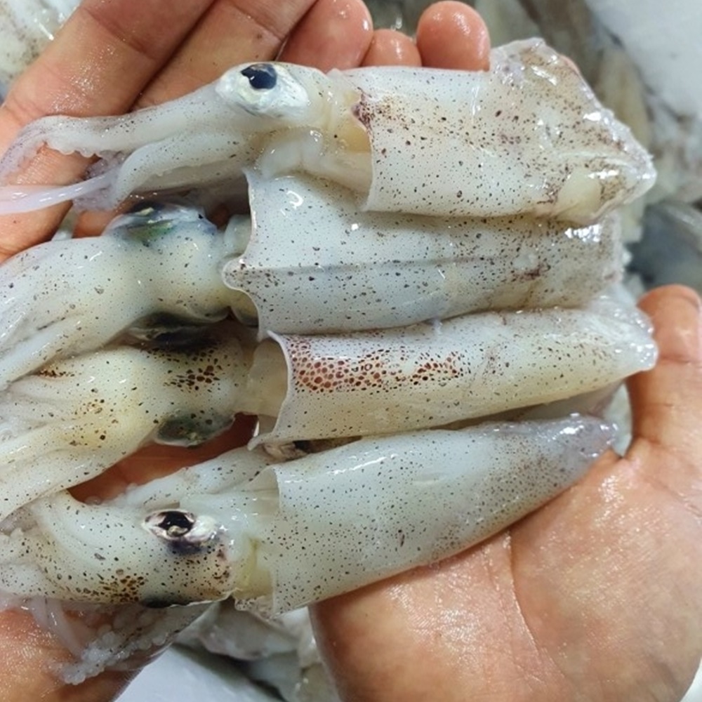 제철 생물 호래기 회 자연산 횟감용 꼴뚜기 새벽조업 당일출고 산지직송