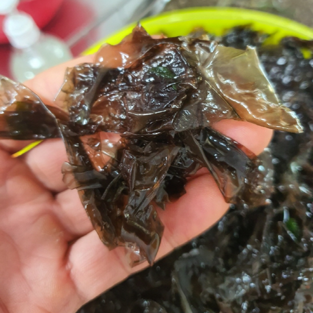 국내산 서해안 생물 물김 1kg 대용 제철 김국·초무침용 - 상세 이미지 5