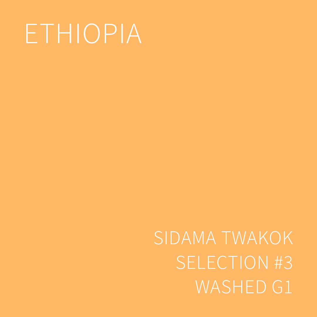 에티오피아 시다마 트와콕 셀렉션 #3 워시드 G1 1KG (ETHIOPIA SIDAMA TWAKOK SELECTION #3 WASHED)