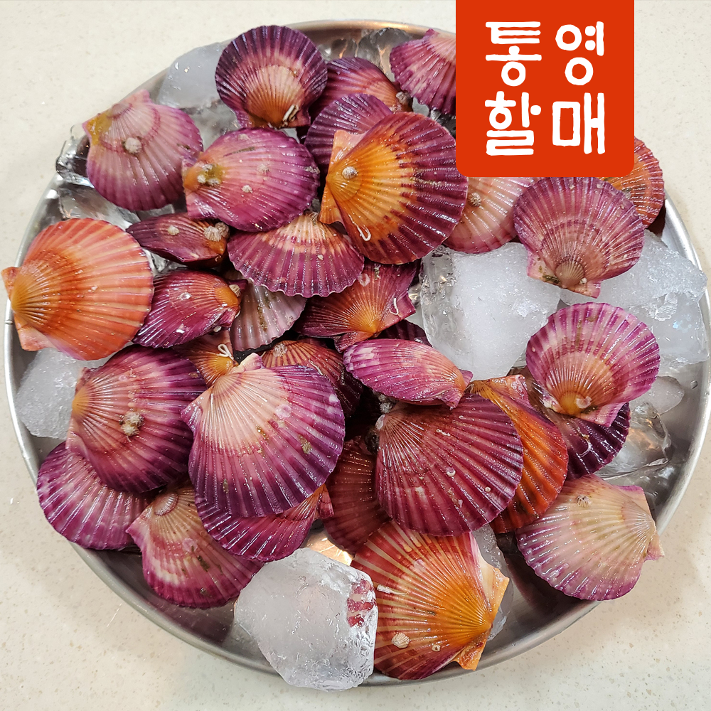 통영 홍가리비 4kg 제철 조개 가리비 구이