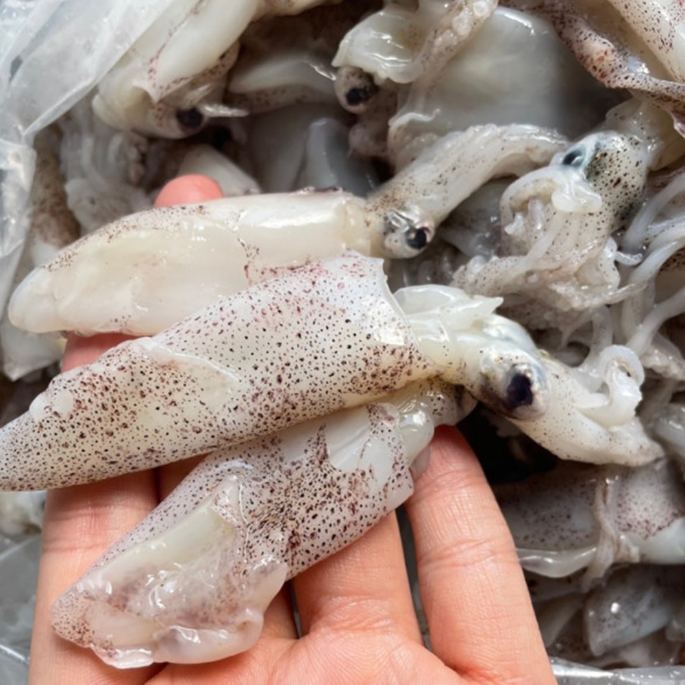 제철 생물 호래기 회 자연산 횟감용 꼴뚜기 새벽조업 당일출고 산지직송