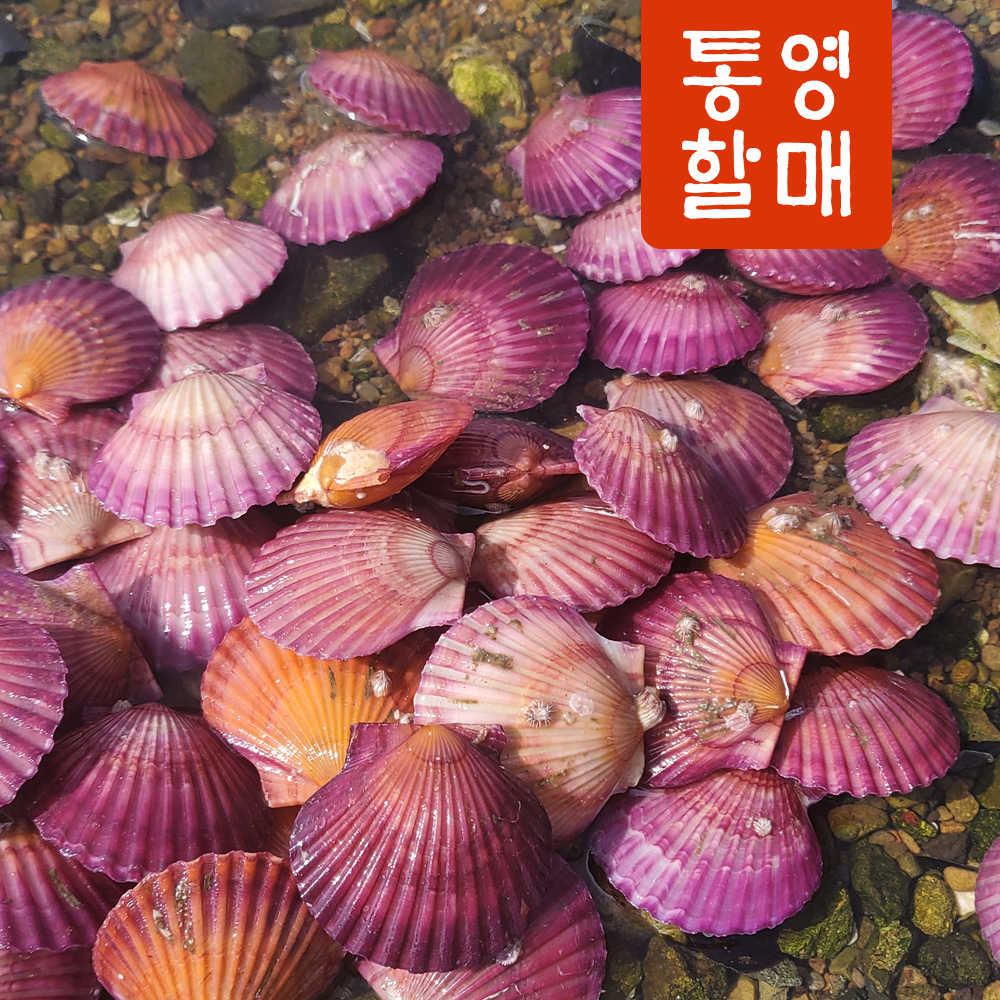 통영 홍가리비 4kg 제철 조개 가리비 구이