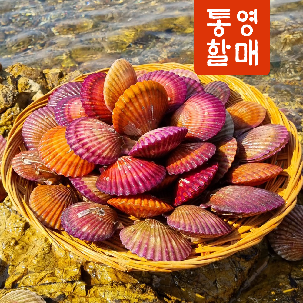 통영 홍가리비 4kg 제철 조개 가리비 구이