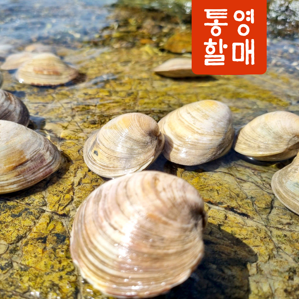 통영할매 백생합 백합 상합 백상합 1kg 이미지 3