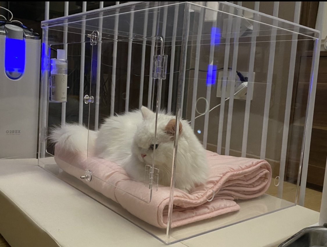 국산 의료용 고양이 산소방 무약정