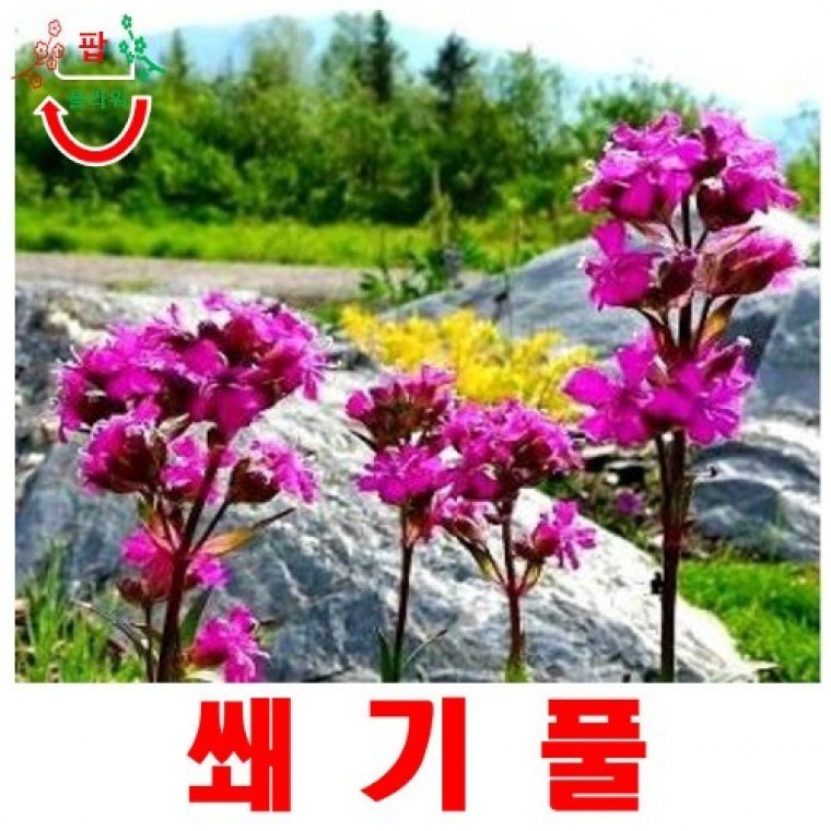희귀씨앗 쐐기풀 씨앗 15립 - 상품 이미지