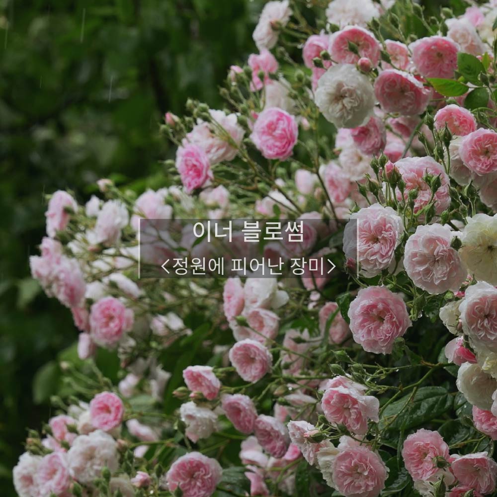 BeReal BeYou 비리얼비유 멀티퍼퓸 디스커버리 세트 (Discovery Set) ㅣ #미니향수 #향수디스커버리세트 #향수디스커버리 #향수세트 #디스커버리키트 #미니향수세트 이미지 7