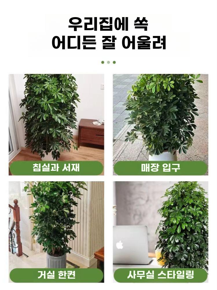 실내 관엽식물 대형 공기정화 화분 재테크 그린식물 - 상세 이미지 2