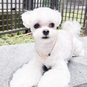 강아지 인식표 목걸이 반려견 네임택 가벼운 명찰 펜던트 솔직 후기 | 실제 사용자 리뷰 총정리 - 상품 이미지 3