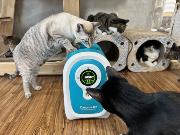 국산 의료용 고양이 산소방 무약정