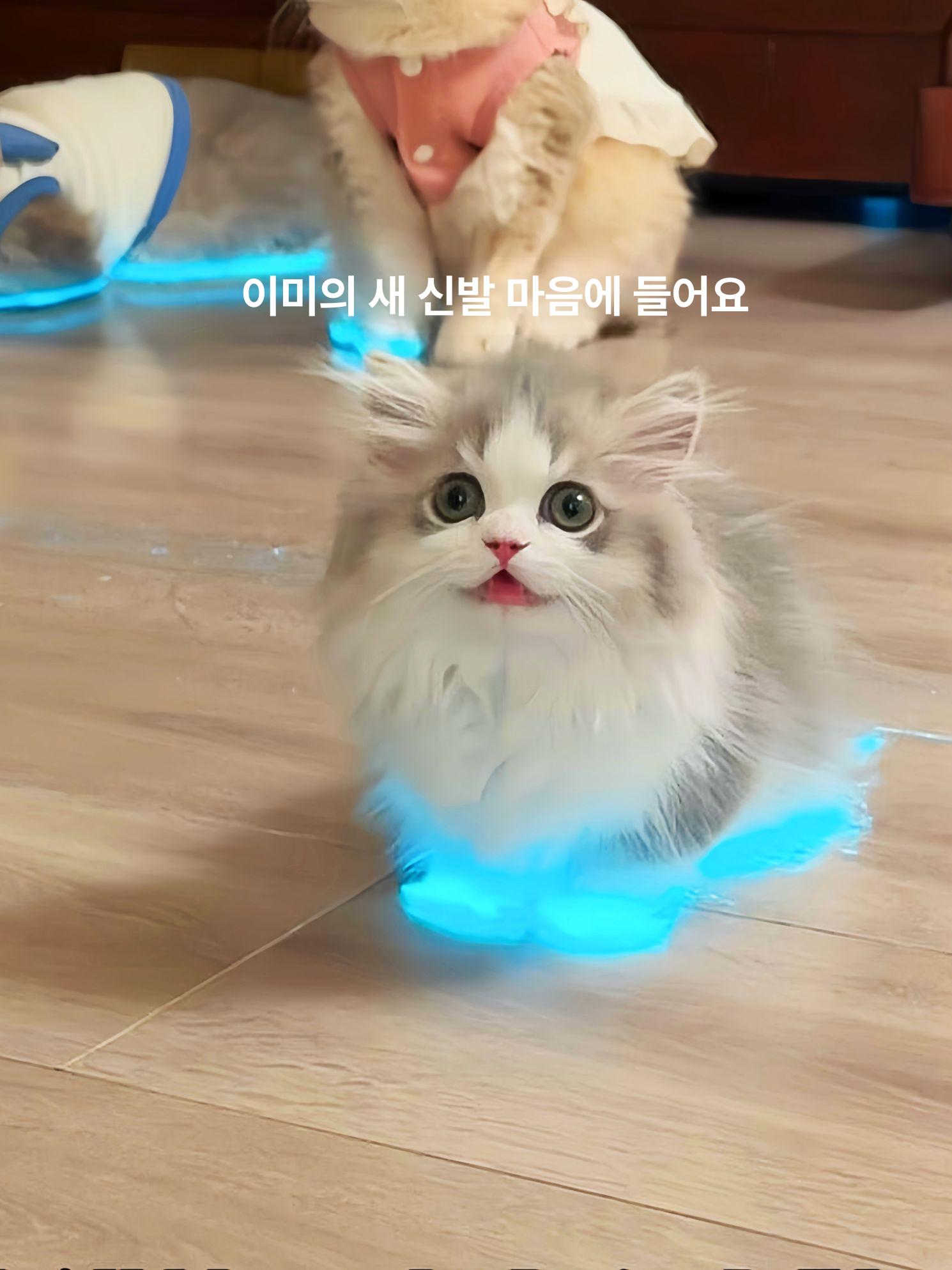 고양이 발광 반사 신발 강아지 장난감 반사띠 실내외 펫