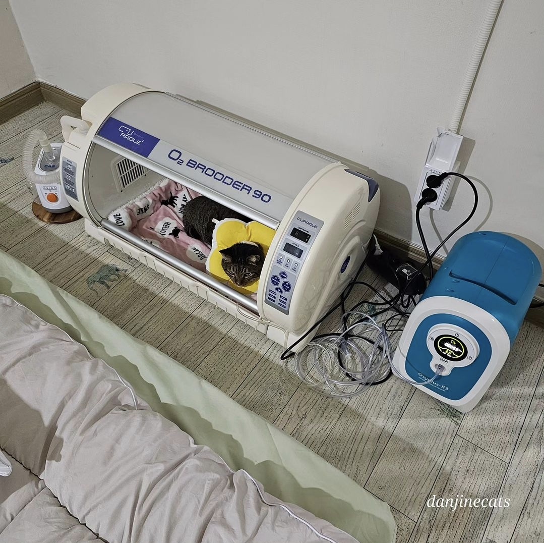 국산 의료용 고양이 산소방 무약정