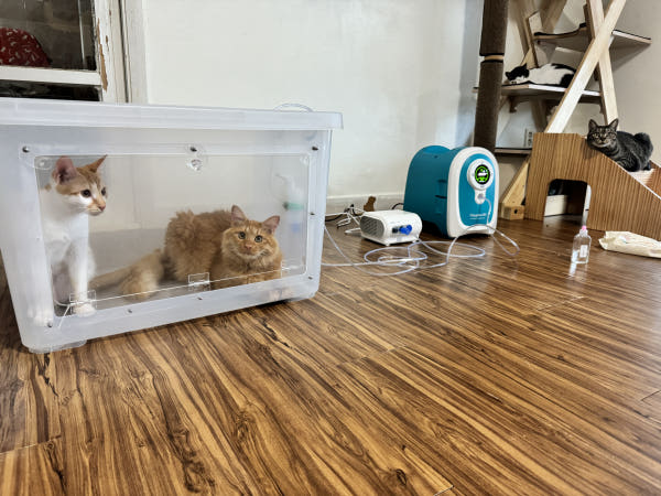 국산 의료용 고양이 산소방 무약정