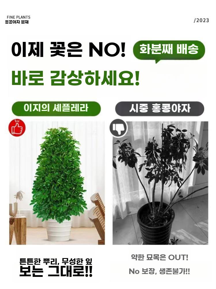 실내 관엽식물 대형 공기정화 화분 재테크 그린식물 - 상세 이미지 3