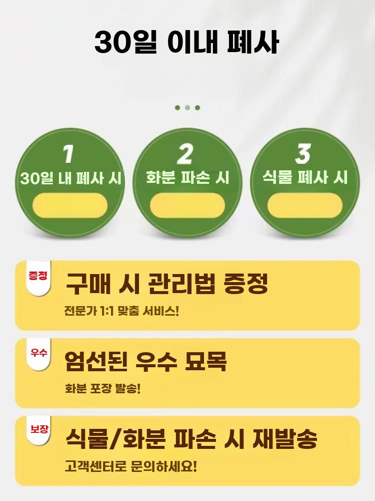 실내 관엽식물 대형 공기정화 화분 재테크 그린식물 - 상세 이미지 5