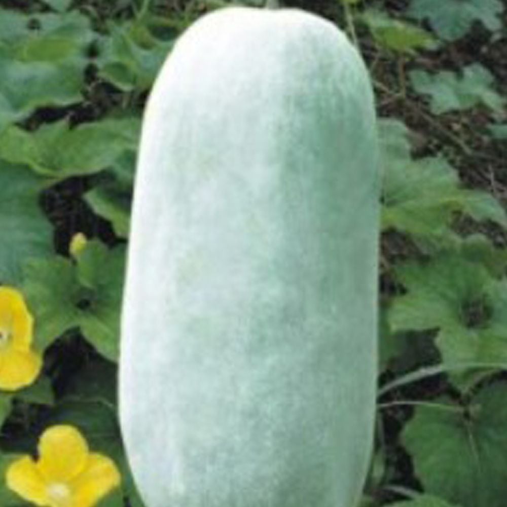 장형 동아 식용박 나물박 채소 씨 씨앗 종자 10립 - 상품 이미지
