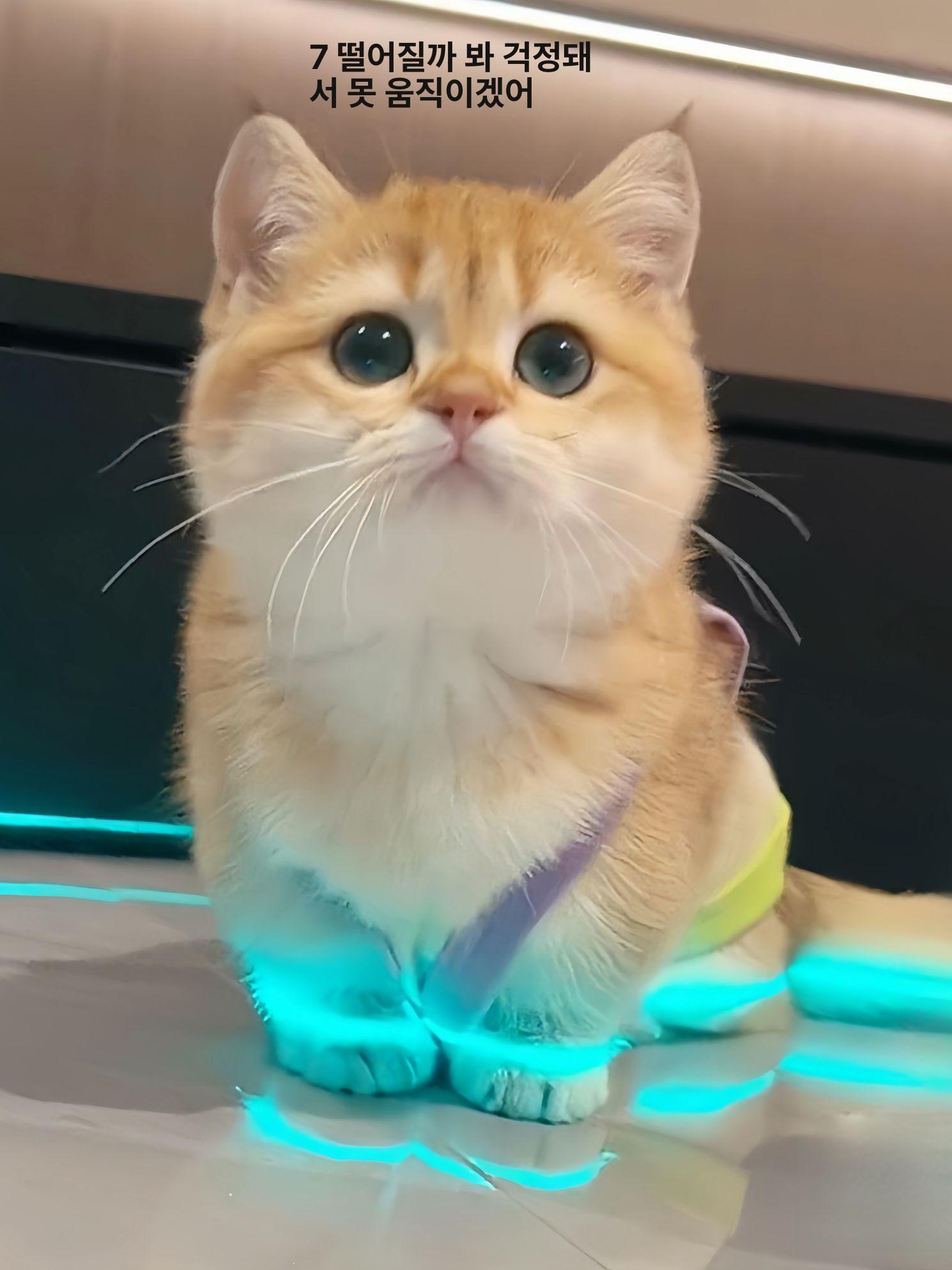 고양이 발광 반사 신발 강아지 장난감 반사띠 실내외 펫