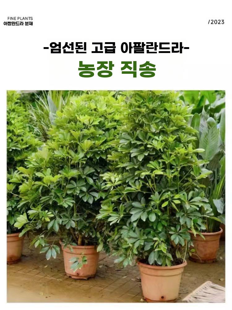 실내 관엽식물 대형 공기정화 화분 재테크 그린식물 - 상세 이미지 4