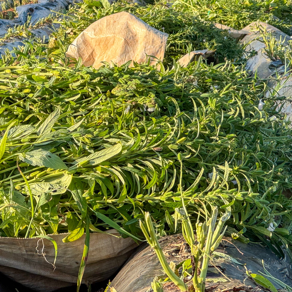 유기농 씻어 말린 국산 참깨(2025년산) 500g - 상세 이미지 4